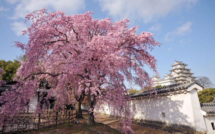 Why a Cold Spring Delays Cherry Blossom Blooming