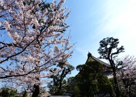 650-sakura-japan-cherry-blossom-temple.jpg