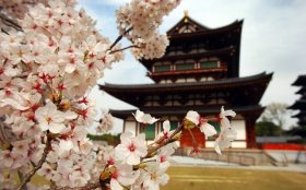 Cherry Blossom Season in Japan