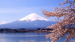 View of Mount Fuji in Spring, with cherry flowers on the forefront Lanscapes of Japan: Fujisan